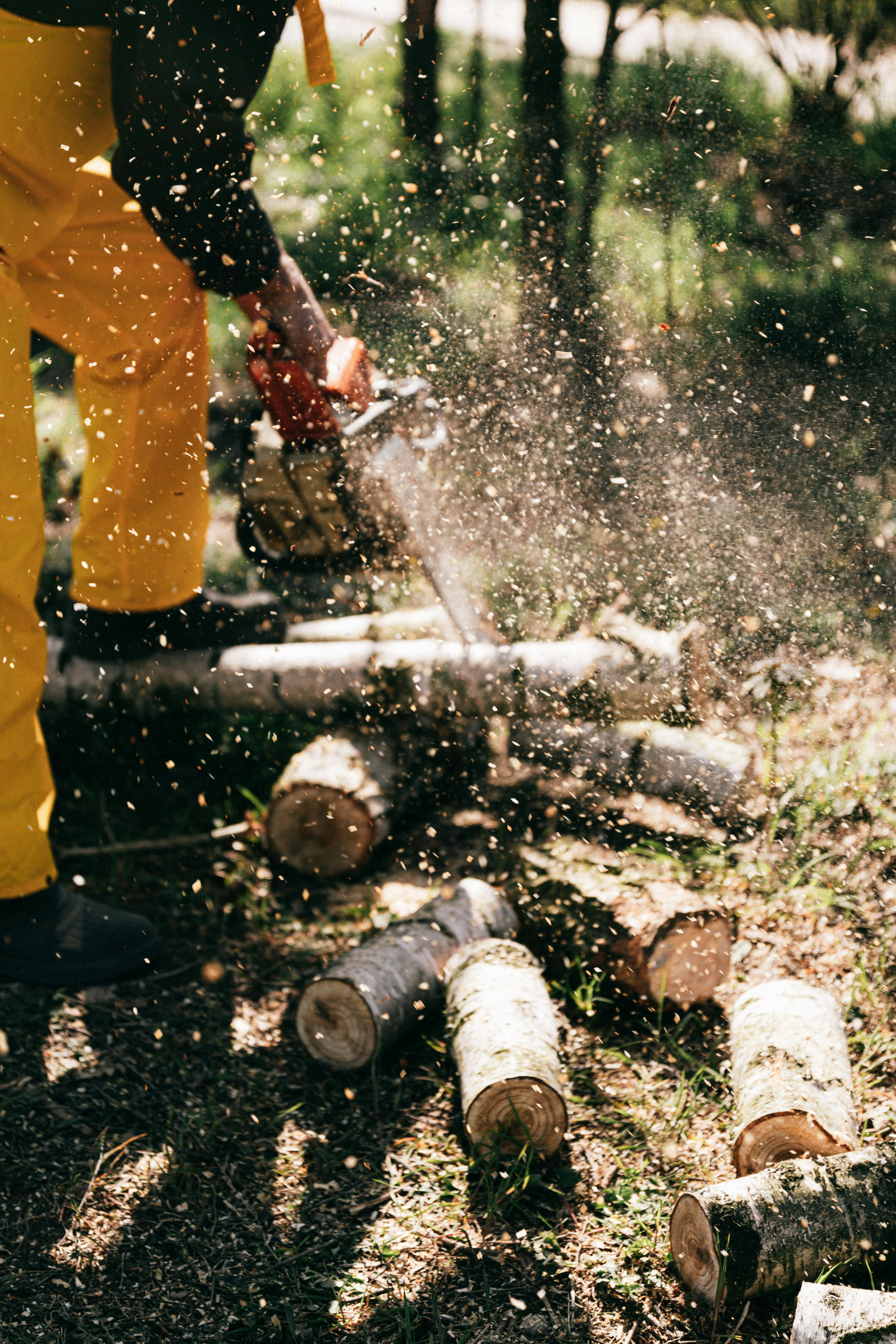 What Is A Person Called Who Cuts Down Trees?