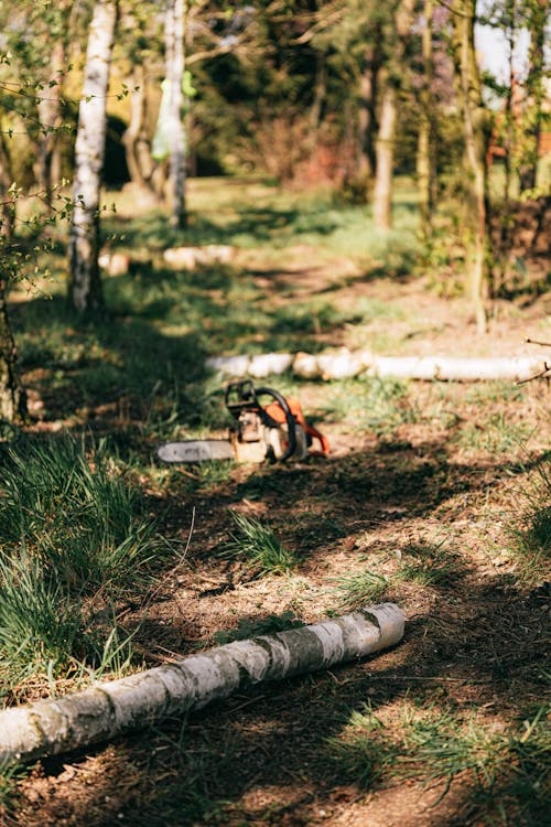 Footpath in forest with chainsaw and logs