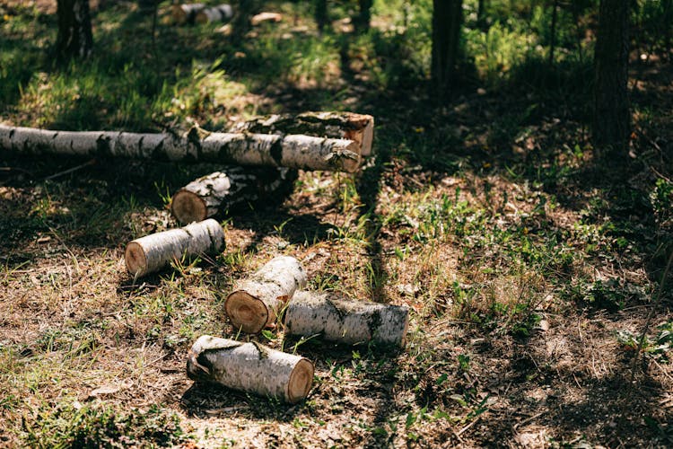 Cut Firewood Near Log In Forest