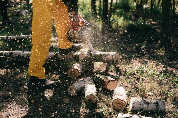 Professional chain saw forestry use SQPL India