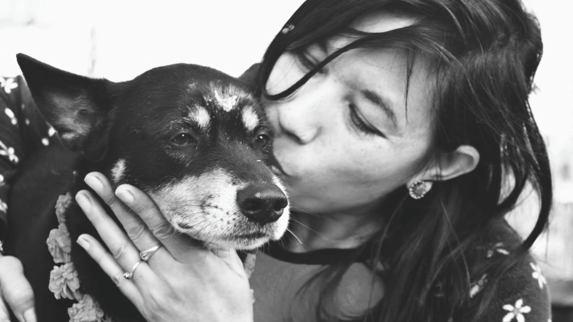 free-stock-photo-of-black-and-white-dog-dog-love