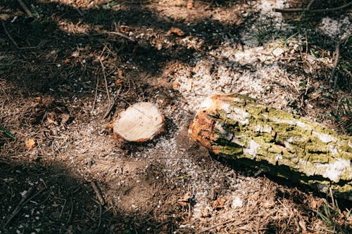 Základová fotografie zdarma na téma bujný, cesta, denní