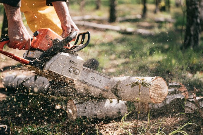Lumberjack using a chainsaw to cut logs with sawdust flying