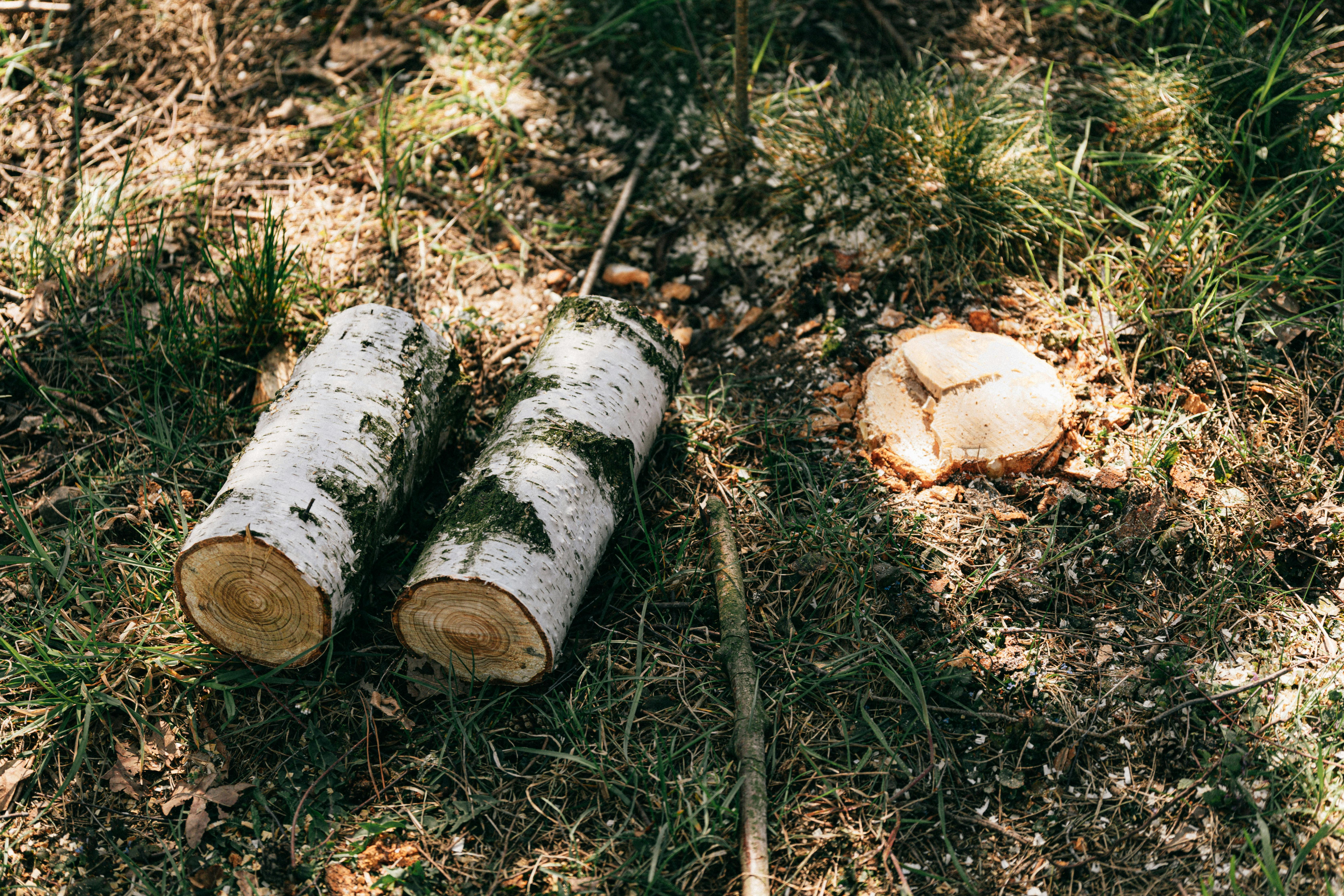 Baumstumpf in Nature