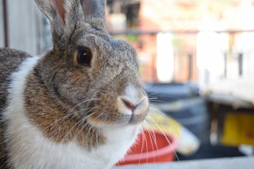 Kostenloses Stock Foto zu augen, hase, haustier