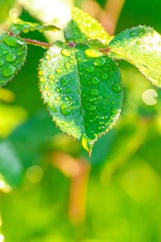 Close-up of a fresh green leaf with water droplets, capturing the essence of morning dew.