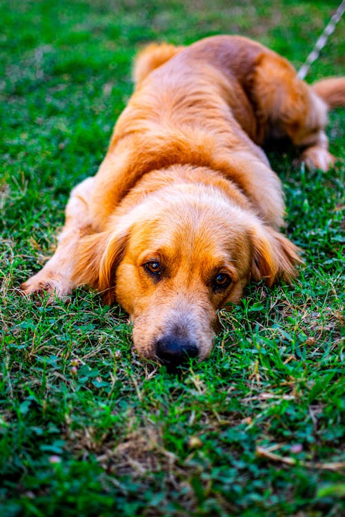 Brown Long Coated Dog Lying on Green Grass