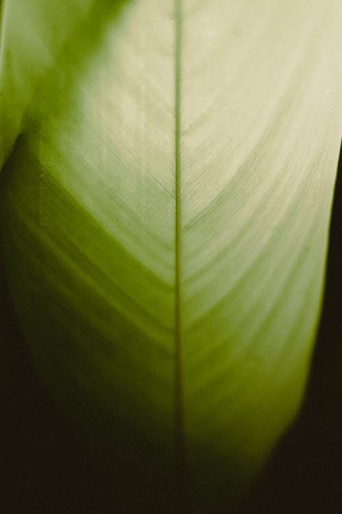 Texture of green leaf on dark surface