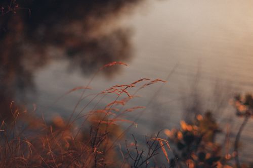 Free Calm and tranquil autumn grass by a lake, captured in warm evening light. Stock Photo