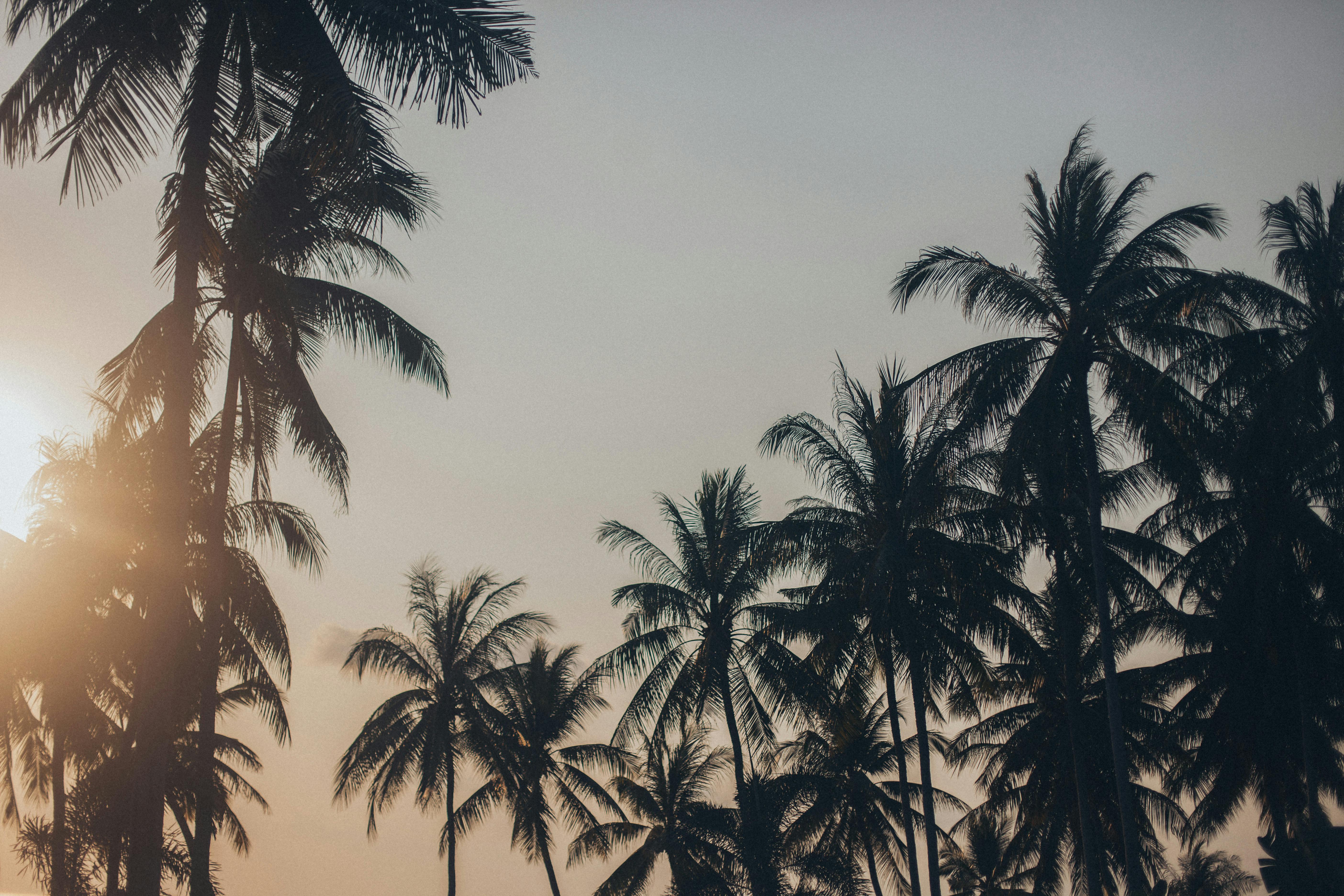 silhouette photo of coconut trees