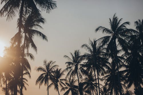Silhouette Photo of Coconut Trees