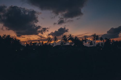 Dramatic Sky over Back Lit Palm Trees 