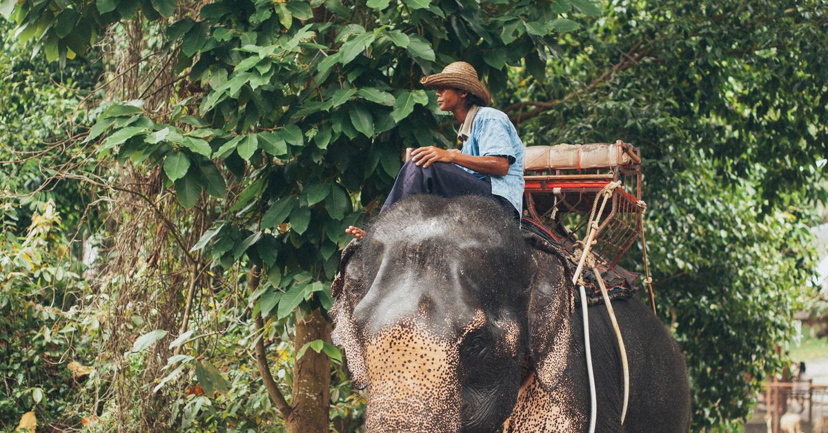 Guy Riding Elephant Man Riding Elephant in Forest · Free Stock Photo