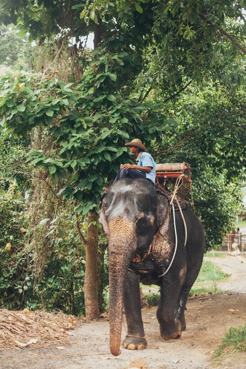 Guy Riding Elephant Man Riding Elephant in Forest · Free Stock Photo