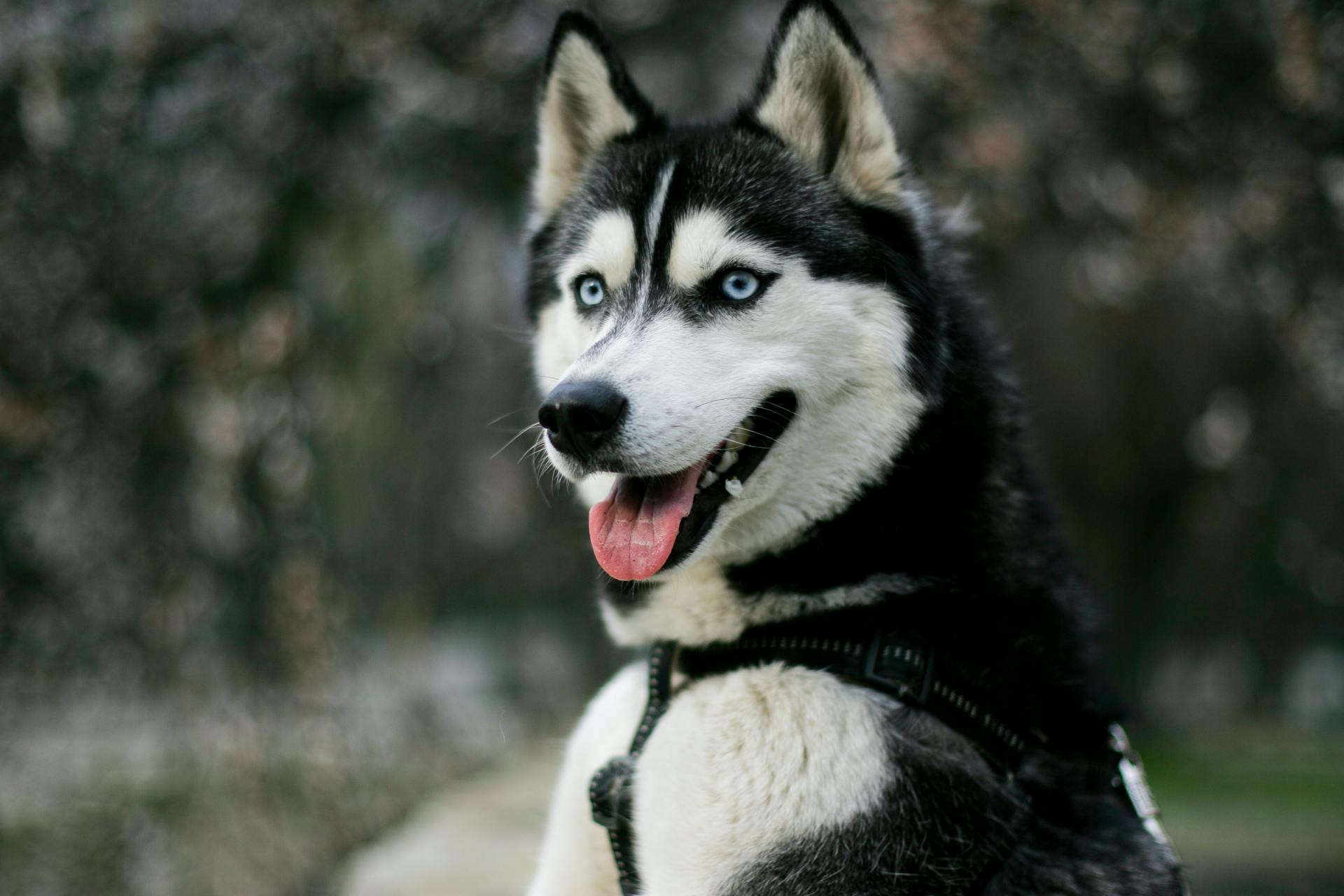 Portrait Photo of Siberian Husky