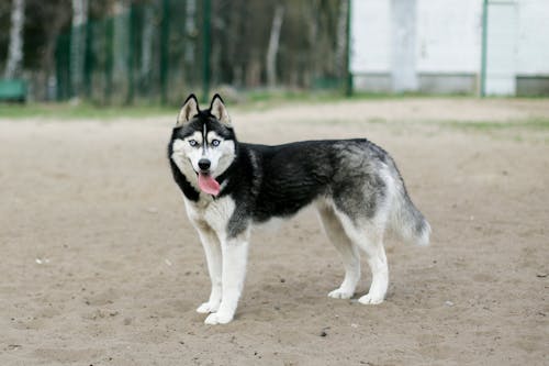 Black and White Siberian Husky on Brown Sand