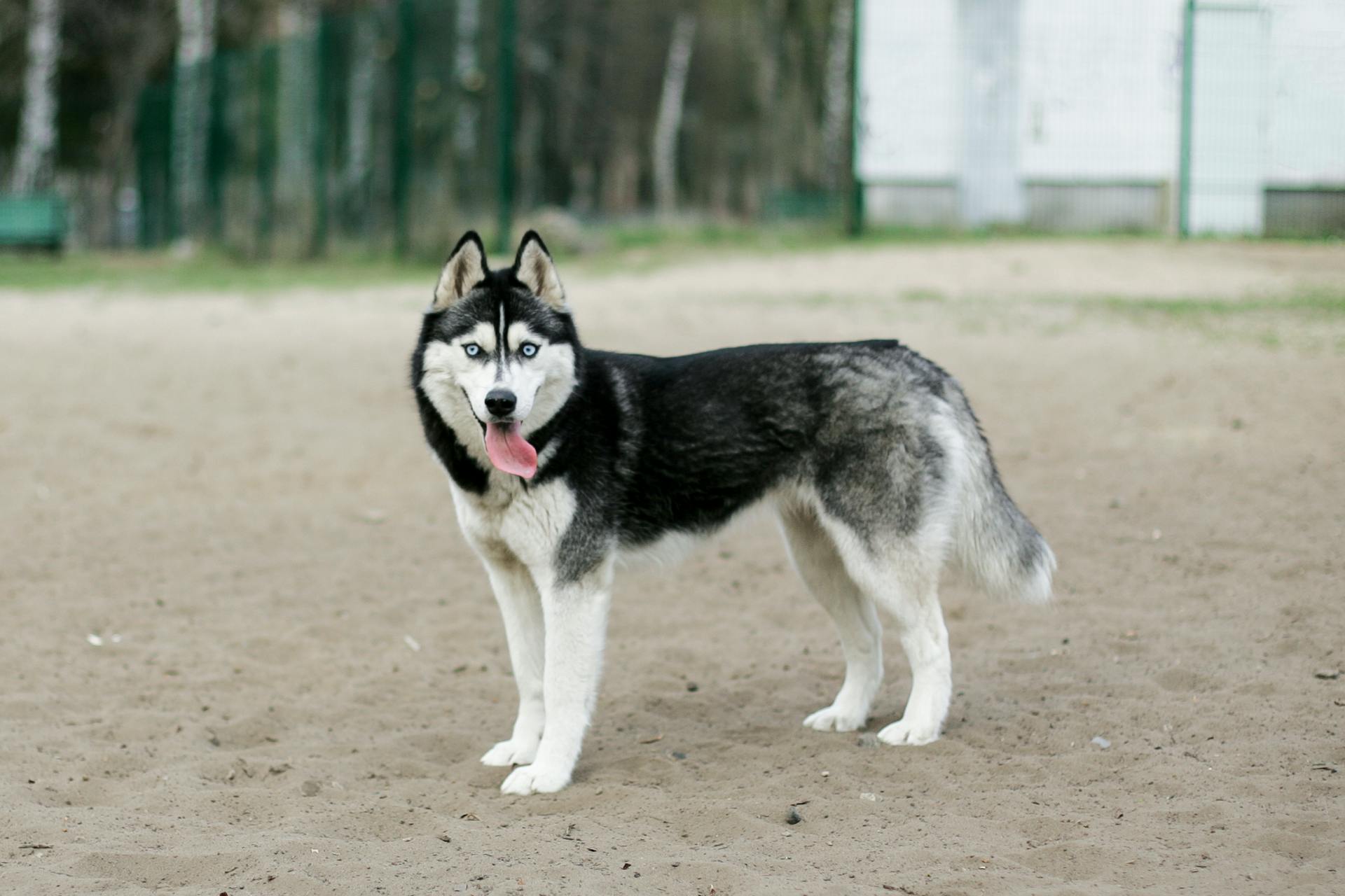 Black and White Siberian Husky on Brown Sand