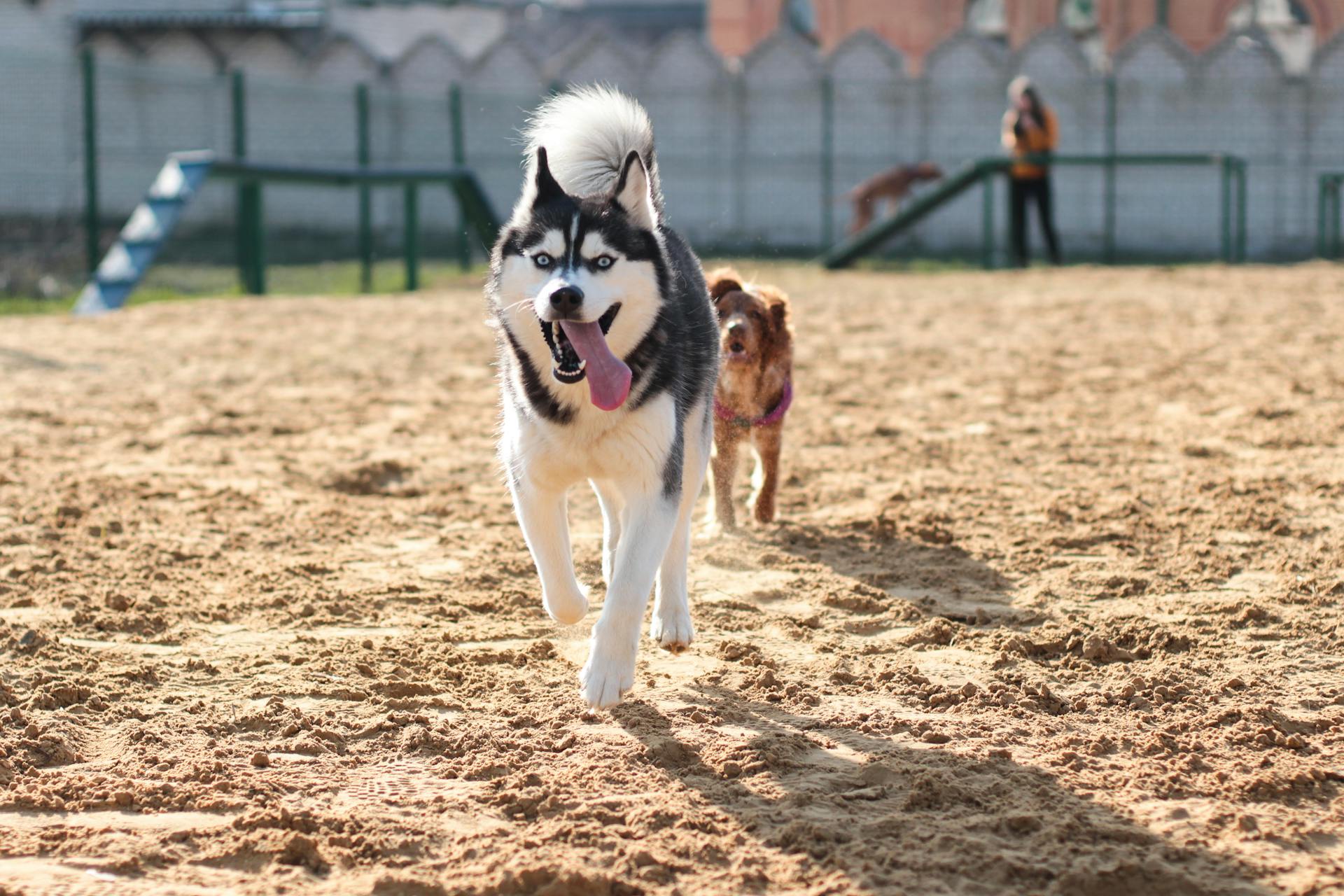 White and Black Siberian Husky on Brown Sand