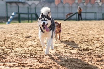 Happy husky dog running outside with its tongue out