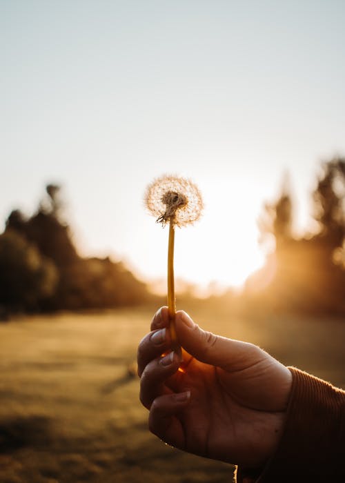 Free Close Up Photo of a Person Holding a Dandelion Stock Photo