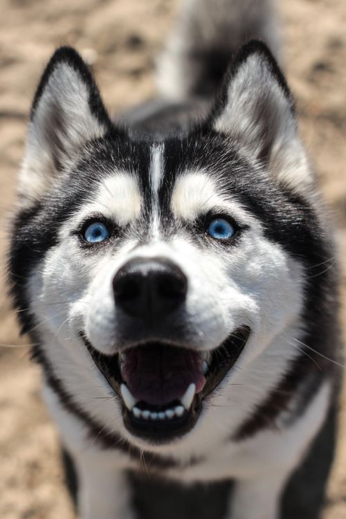 Free Close-up portrait of a happy Siberian Husky with bright blue eyes and fluffy fur. Stock Photo