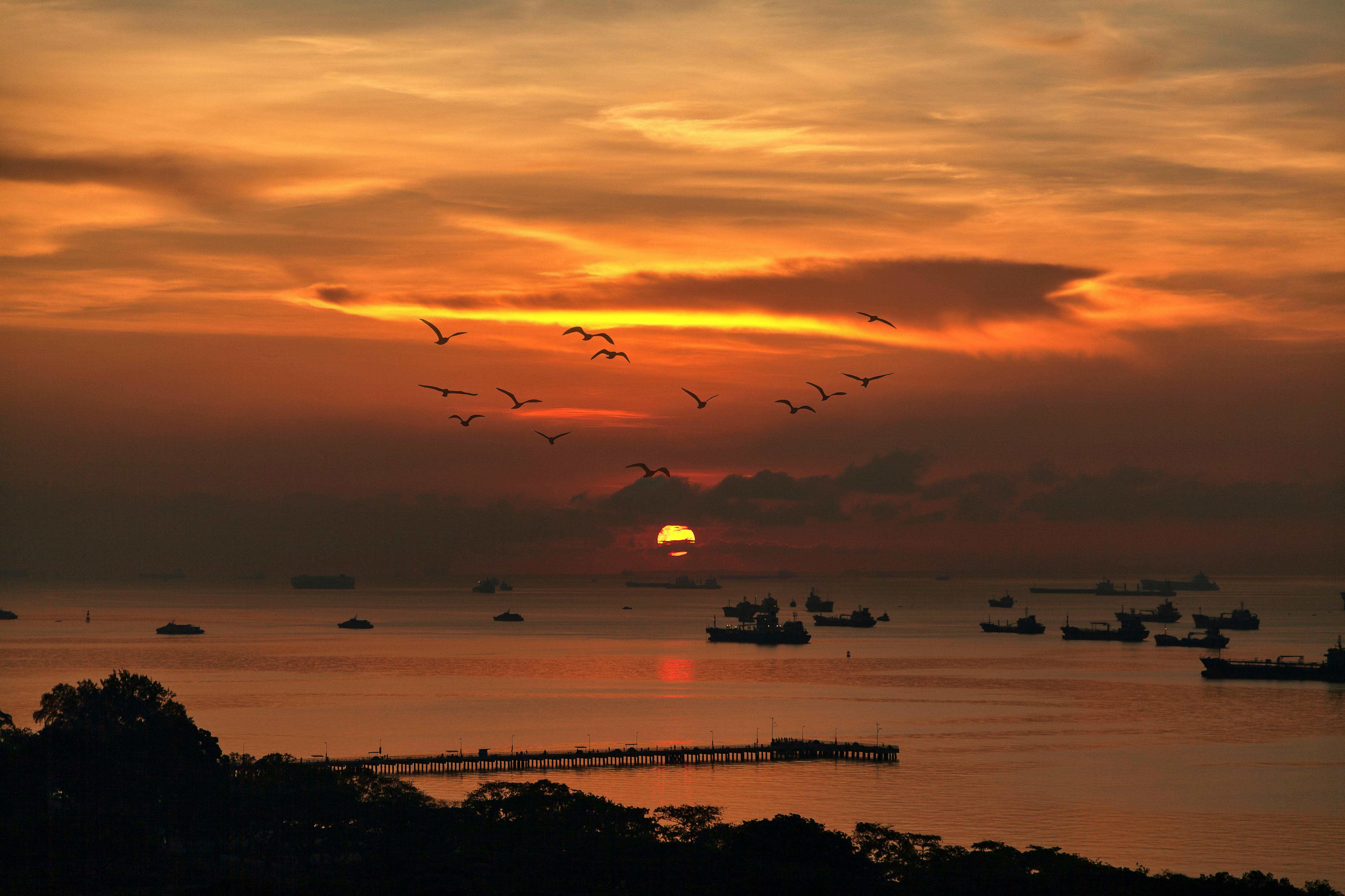 日落时分，鸟儿翱翔在宁静的天空下，海面上船只散落