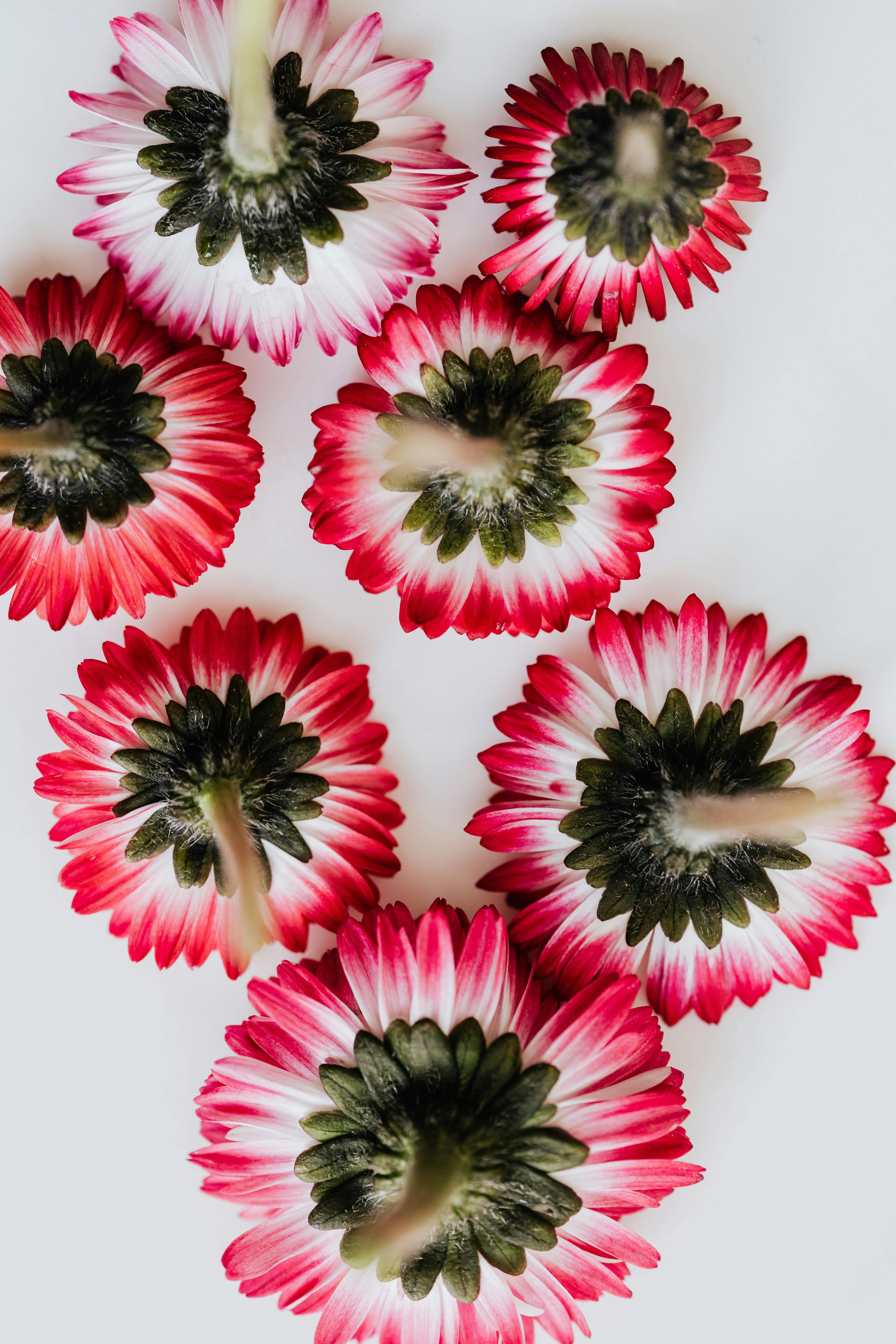 fresh aster flowers upside down on white surface