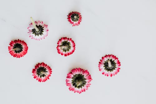 Top view isolated bright pink tender Asters gently placed upside down with stems upon white surface