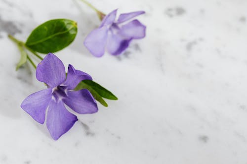 Purple Flower on White Surface