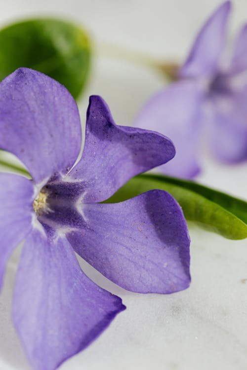 Gratis Foto stok gratis berbunga, berkembang, bunga violet Foto Stok