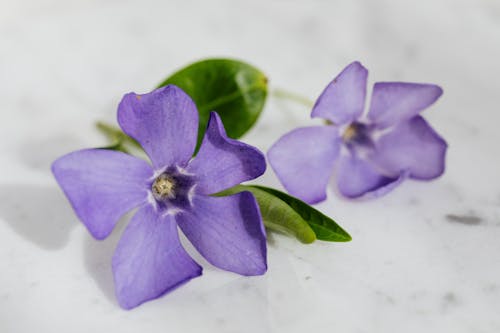 Close-Up Photo of Purple Flowers