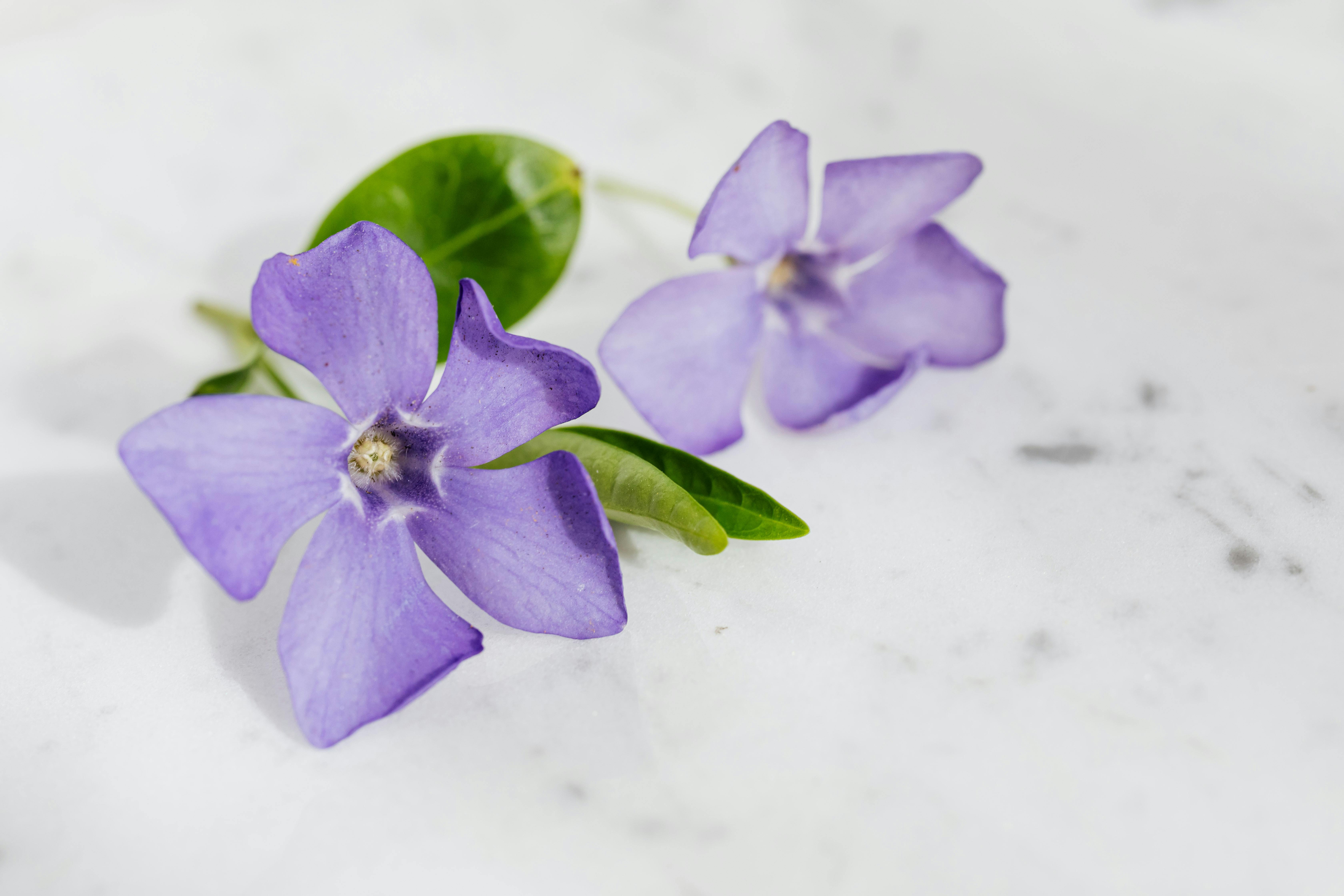 艺术宏观镜头下，大理石背景上精致的紫色柳树花