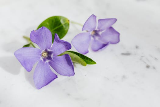 艺术宏观镜头下，大理石背景上精致的紫色柳树花