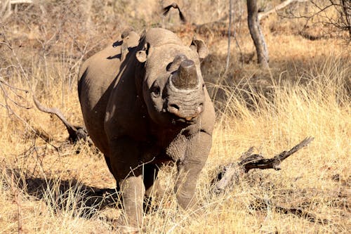 Photo of a Rhino
