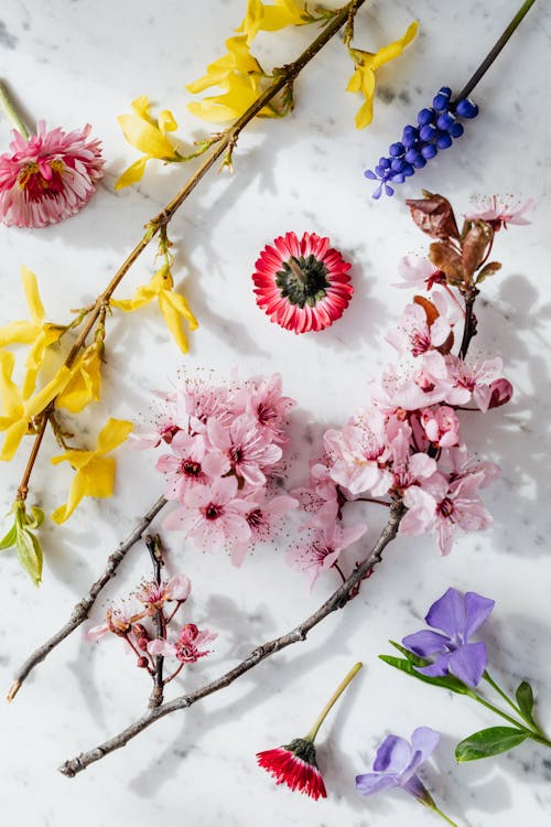 Free Twigs with delicate flowers on white background Stock Photo