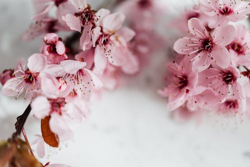 Close-Up Photo of Pink Flowers 