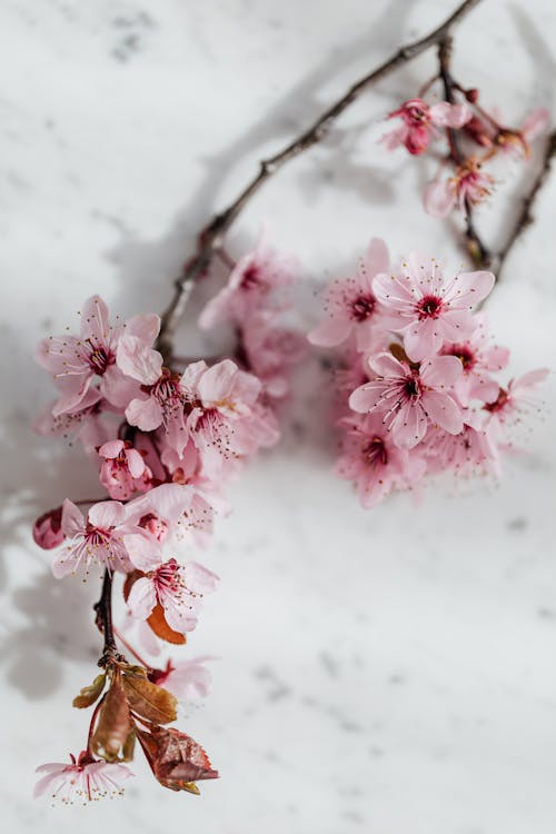 Photo of Pink Flowers