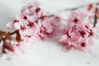 粉色樱花特写，背景是大理石纹理，非常适合春季和花卉主题