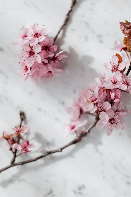 Top view of light pink blooming fragrant Sakura Blossoms arranged on white marble tabletop in spring