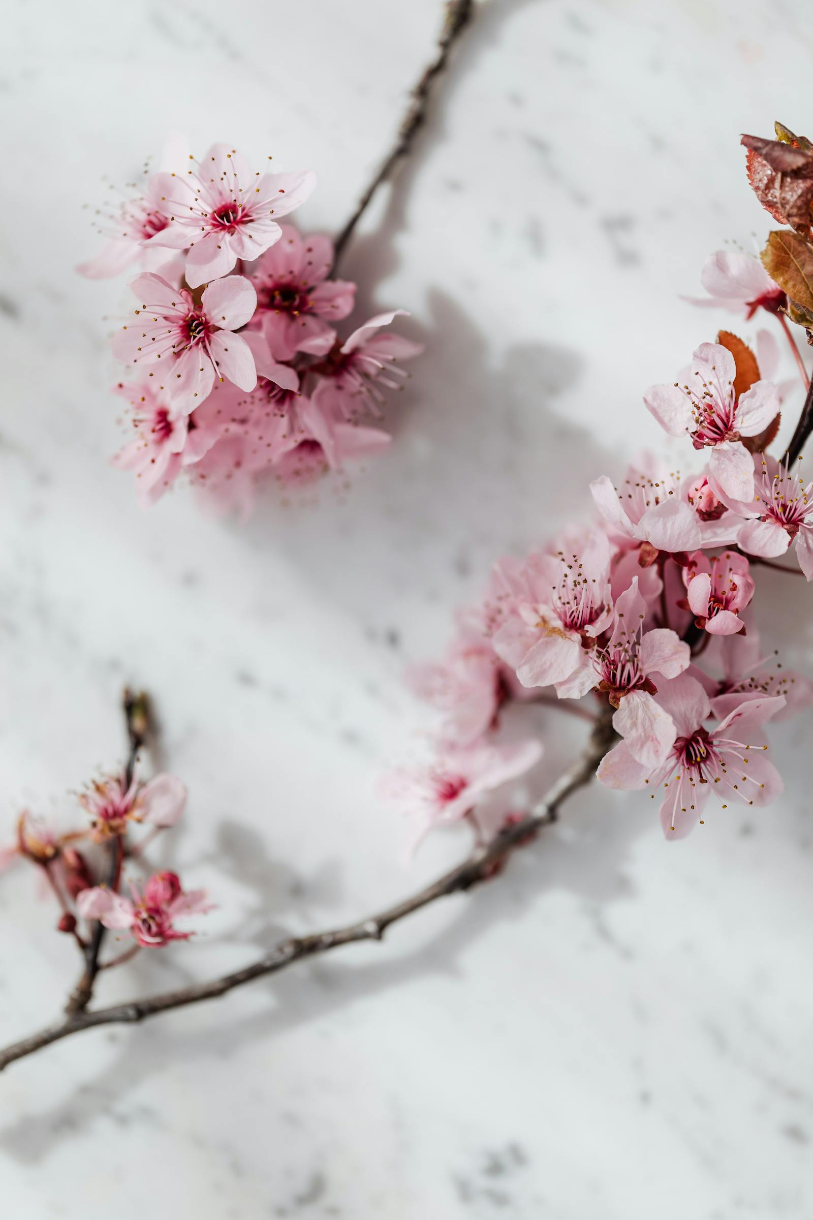 Japanische Kirschblüten