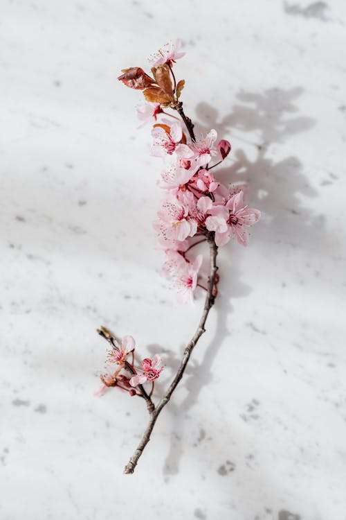 Photo of Pink Flowers on White Surface