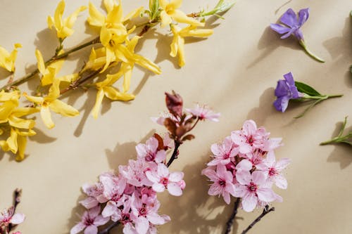 Blooming multicolored flowers on beige background