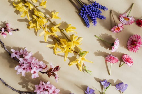 Fotobanka s bezplatnými fotkami na tému aróma, aromatický, béžové pozadie