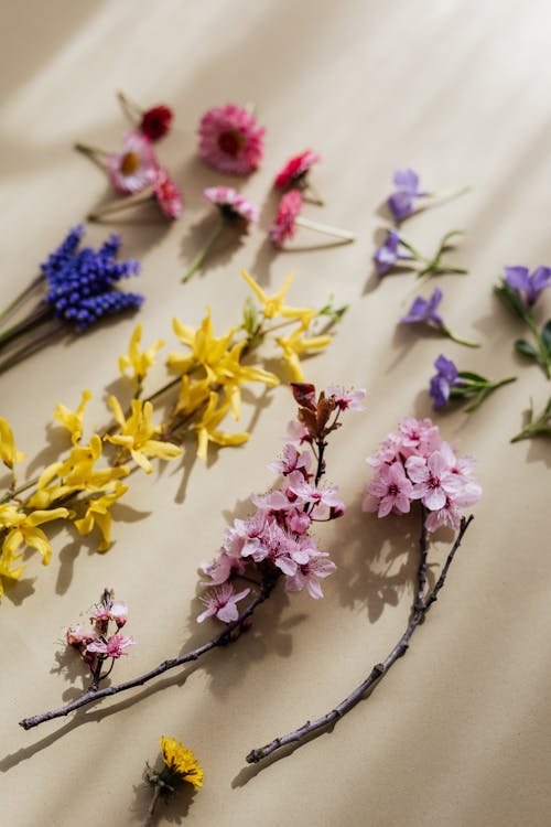 From above composition of light pink Blossoms and yellow Forsythia arranged with blurred multicolored small delicate flowers on beige surface