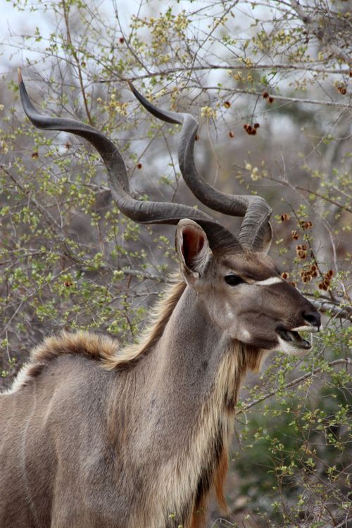 Free Close-up of a Greater Kudu (Tragelaphus strepsiceros) in its natural habitat in South Africa. Stock Photo