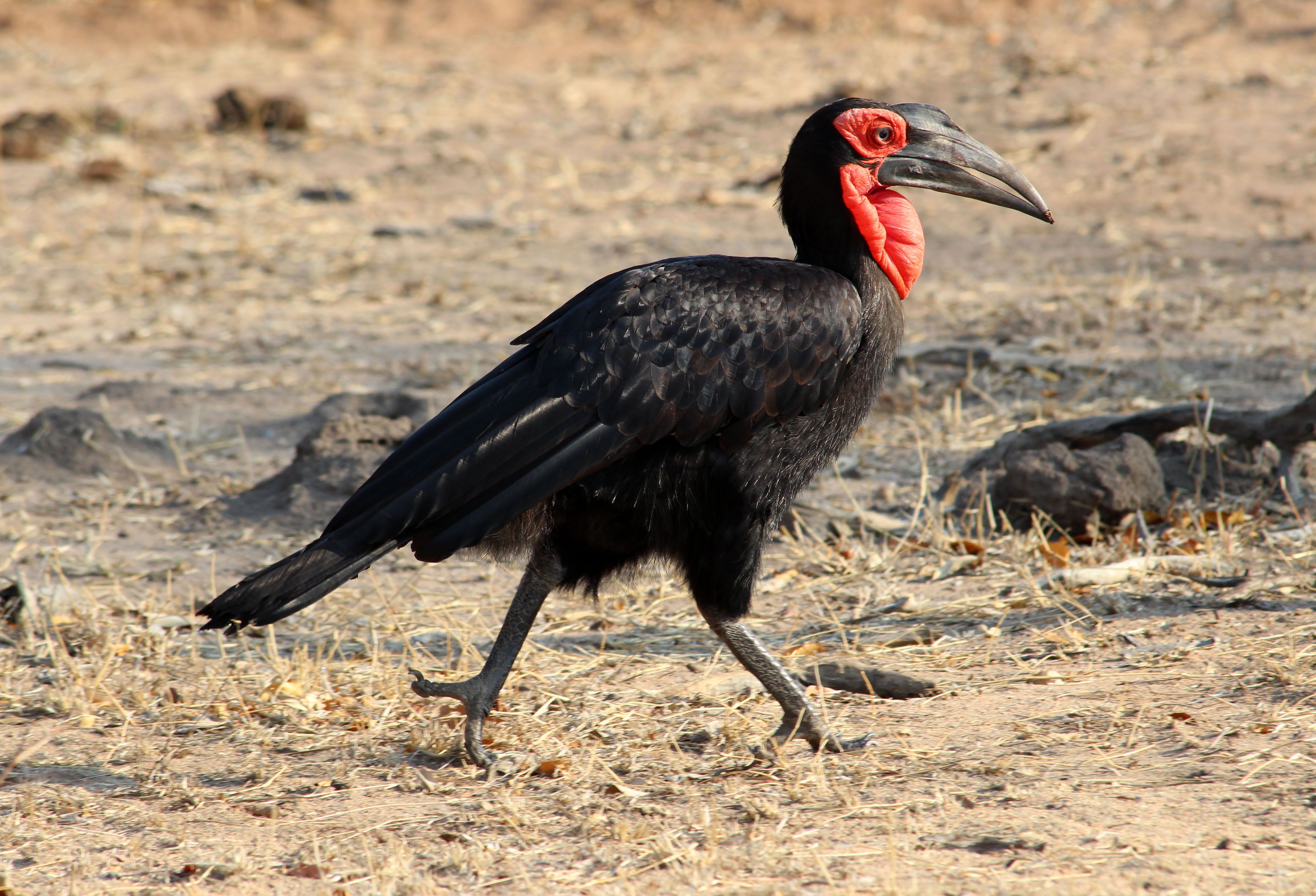 Southern Ground Hornbill