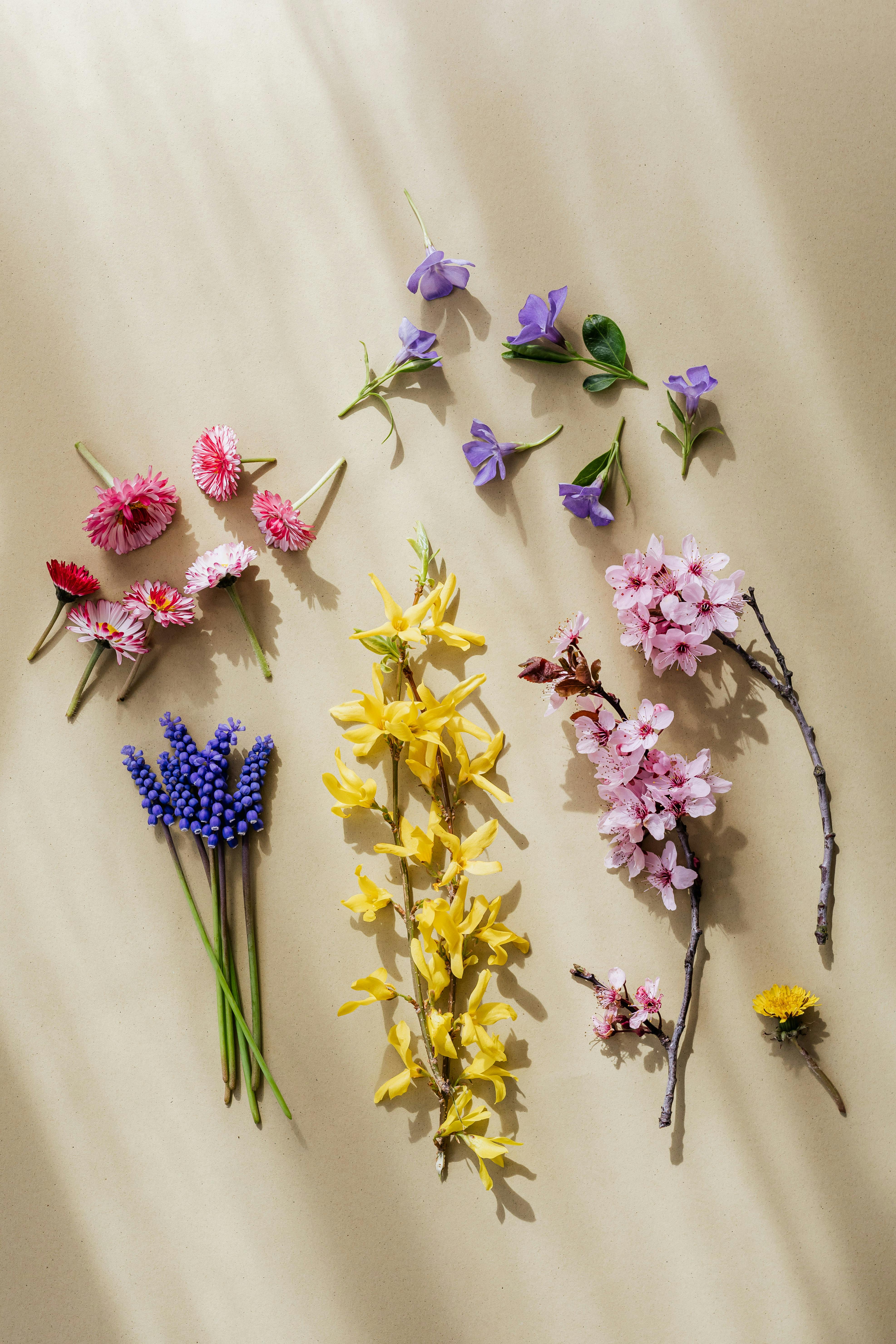 fresh twigs with delicate flowers on beige background