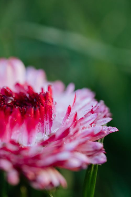 Pink Petaled Flowers Close Up Photography · Free Stock Photo