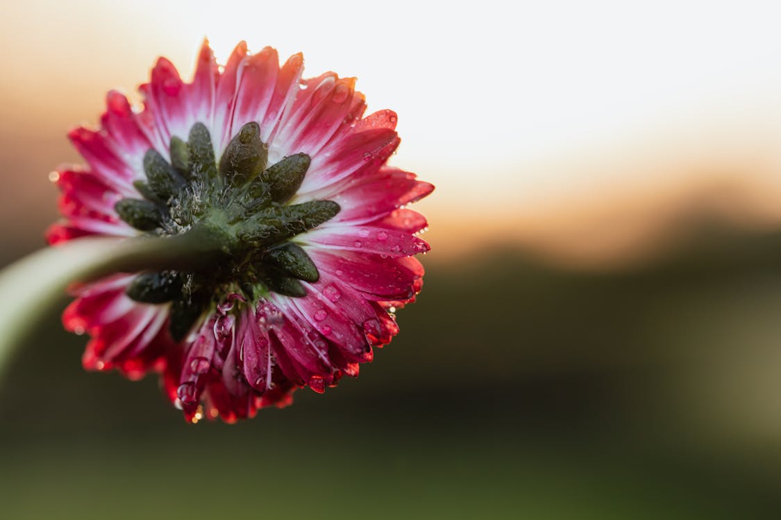 Closeup of small delicate flower with dewdrops against blurred landscape during dawn