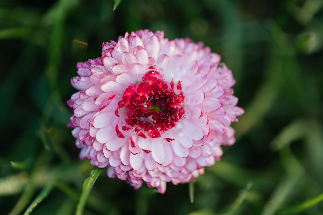 Free Beautiful flower with dewdrops on petals Stock Photo